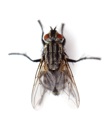One big fly isolated on a white background.