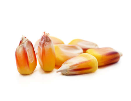 Yellow corn grains isolated on a white background.の写真素材