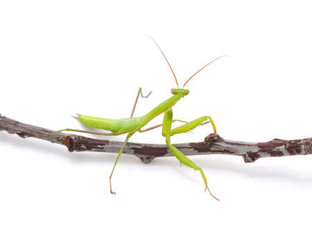 Green mantis and twig isolated on a white background.の写真素材