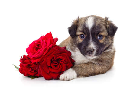 Puppy with a rose isolated on a white background.の写真素材