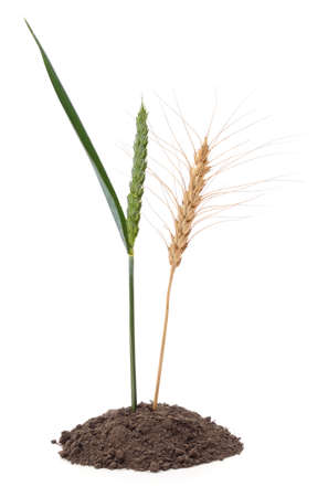Green and dry ear in the ground isolated on a white background.の写真素材