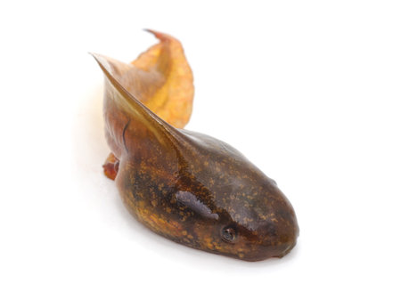 One brown little tadpole isolated on a white background.