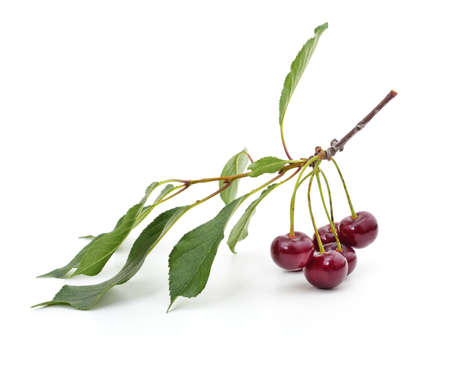 Cherries on a branch isolated on a white background.の写真素材