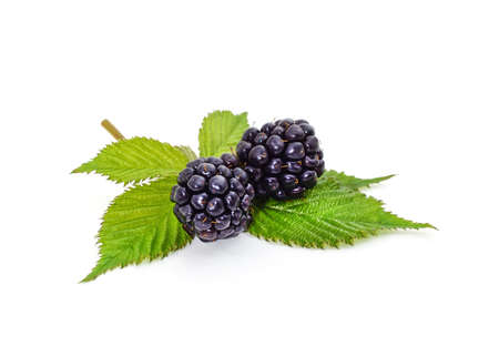 Big and ripe berries blackberries isolated on white background.の写真素材
