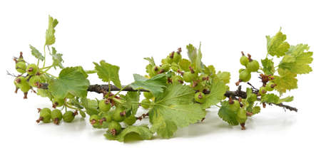 Current branch with green leaves isolated on a white background.の写真素材