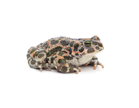 One big spotted frog isolated on a white background.の写真素材