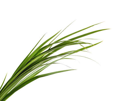 Bunch of green grass isolated on a white background.の写真素材