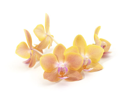 Bouquet of orchids isolated on a white background.の写真素材