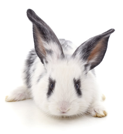 White rabbit with black spots isolated on a white background.の写真素材