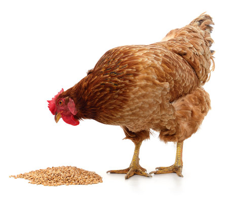 Chicken and wheat isolated on a white background.の写真素材