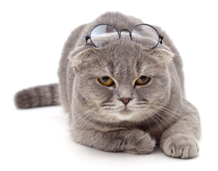 Cat with round glasses isolated on a white background.の写真素材