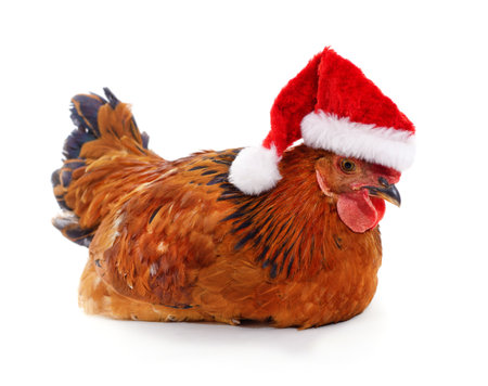 Chicken in Christmas hat isolated on a white background.の写真素材
