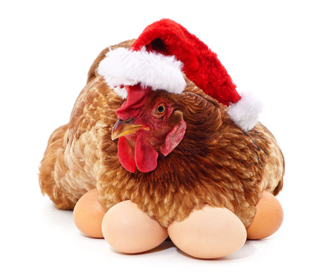 Chicken in a Christmas hat and eggs isolated on a white background.の写真素材