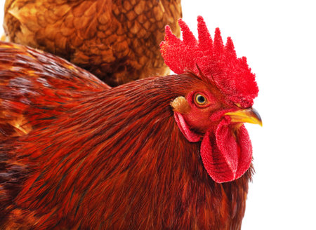 One red rooster isolated on a white background.の写真素材