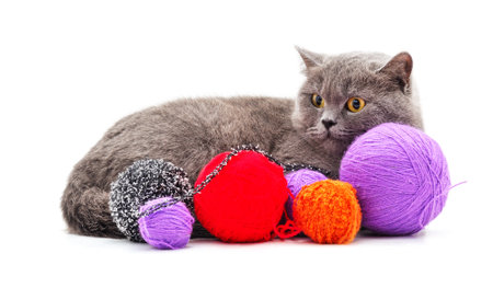 Cat with balls of yarn isolated on a white background.の写真素材