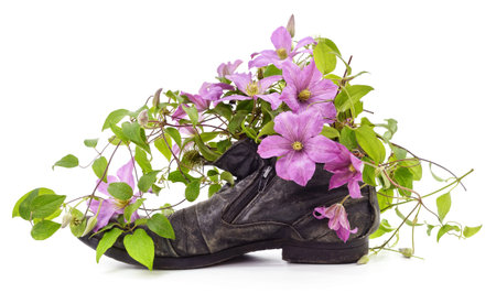 Old shoe with clematis flowers isolated on a white background.の写真素材