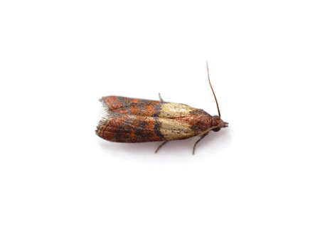 One little moth isolated on a white background.
