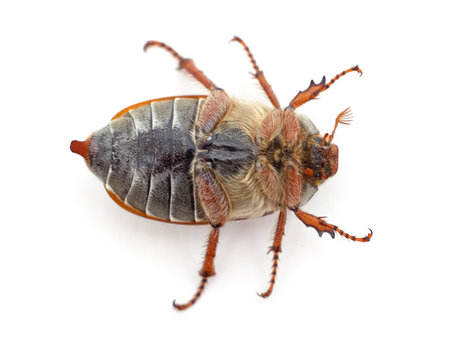 Beetle lying on his back isolated on a white background.の写真素材