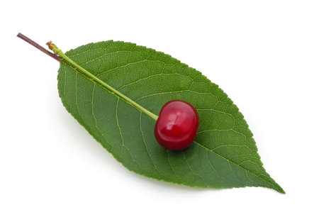 One ripe cherry on a leaf isolated on a white background.の写真素材