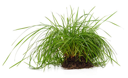 Soil with grass isolated on white background.の写真素材