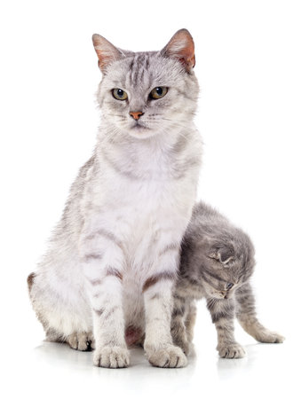 Gray cat and kitten isolated on a white background.の写真素材