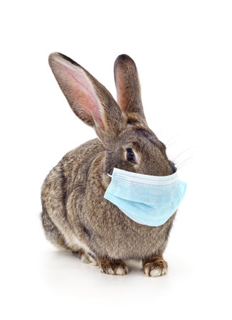 Rabbit in medical mask isolated on white background.の写真素材