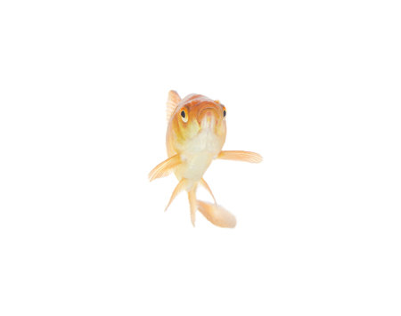 Goldfish behind glass isolated on white background.の写真素材