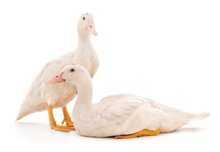 Two white ducks isolated on a white background.の写真素材