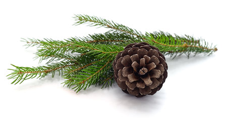 Cone and christmas tree isolated on a white background.の写真素材