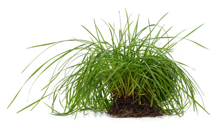 Soil with grass isolated on white background.の写真素材