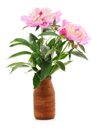 Pink peony in a pot isolated on a white background.の写真素材