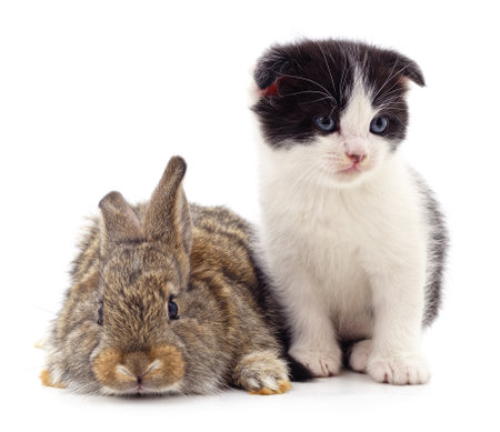 Cat and rabbit isolated on a white background.の写真素材