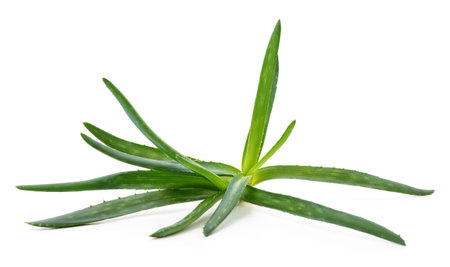 The green aloe isolated on a white background.の写真素材