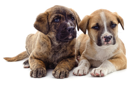 Two cute puppies isolated on a white background.の写真素材