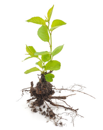 Germinating stem cherry isolated on a white background.の写真素材