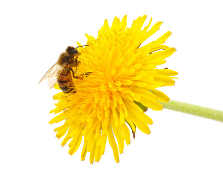 Bee on a yellow dandelion isolated on a white background.の写真素材