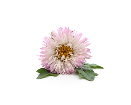 One pink chrysanthemum isolated on a white background.の写真素材
