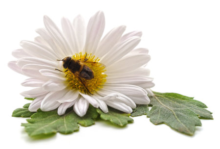 Two bee on chamomile isolated on a white background.の写真素材