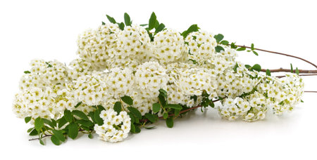 Branches with white spirea flowers isolated on a white background.