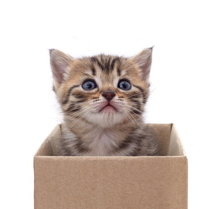 Gray kitten in a box isolated on a white background.の写真素材