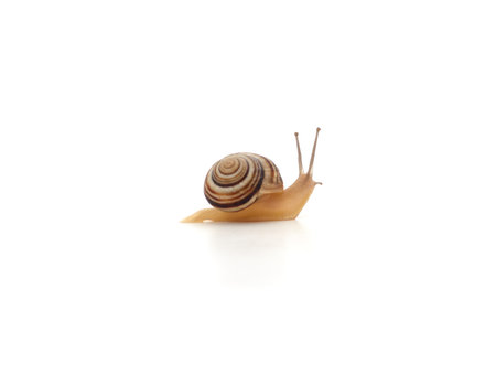 One striped snail isolated on white background.の写真素材