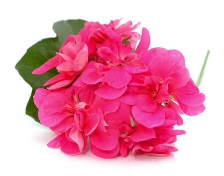Pink pelargonium with leaves isolated on white background.の写真素材