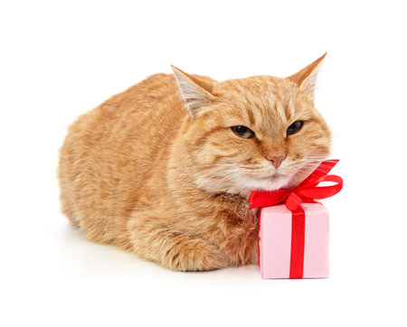 Cat with a gift isolated on a white background.の写真素材