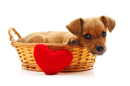 Dog with heart isolated on a white background.の写真素材
