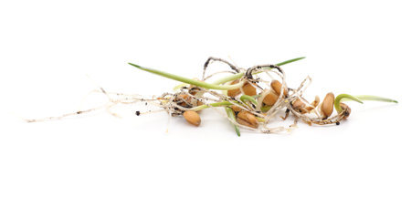 Heap of germinating wheat isolated on white background.の写真素材