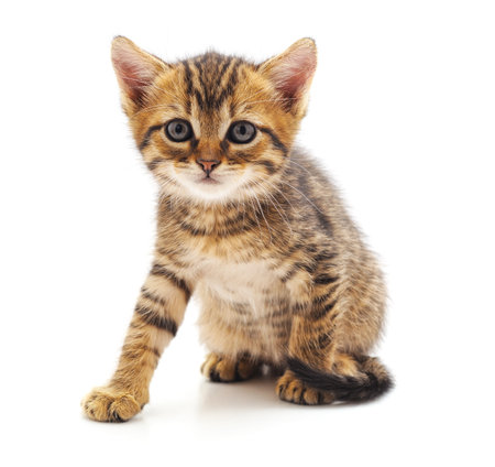 Gray sitting kitty isolated on white background.の写真素材