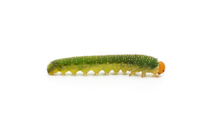 One green caterpillar isolated on a white background.の写真素材