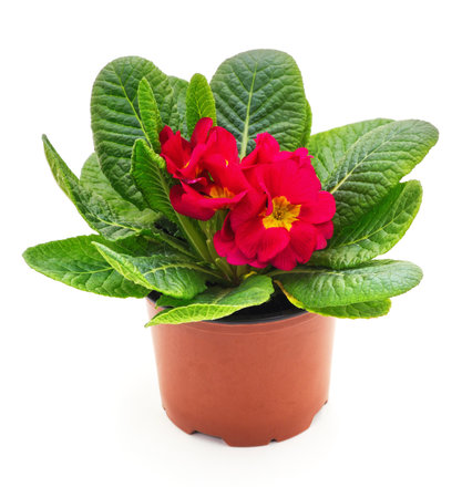 One red primrose in a pot isolated on white background.の写真素材