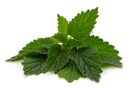 Branch of green nettle isolated on a white background.の写真素材
