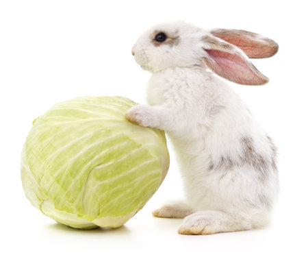 Rabbit and cabbage isolated on a white background.の写真素材